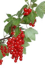 Image showing Red Currants