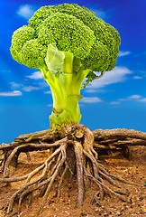 Image showing broccoli tree