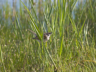 Image showing sparrow in grass