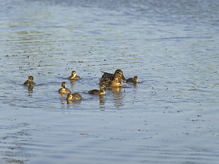 Image showing duck family