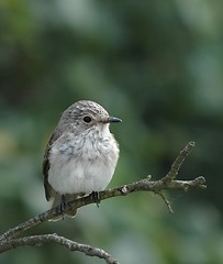 Image showing Flycatcher