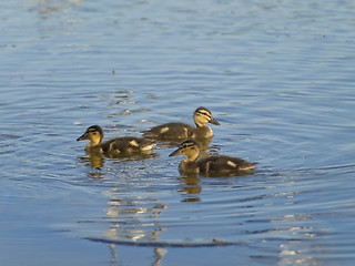 Image showing ducklings