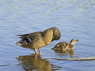 Image showing duck and duckling 