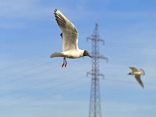 Image showing Seagulls and electricity