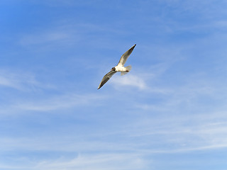 Image showing Flying seagull