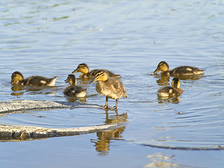 Image showing Many ducklings