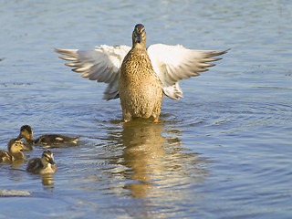 Image showing Fly up duck near ducklings 