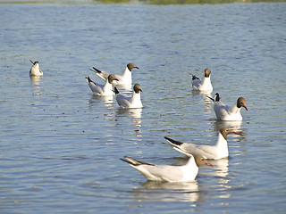 Image showing seagulls at the water