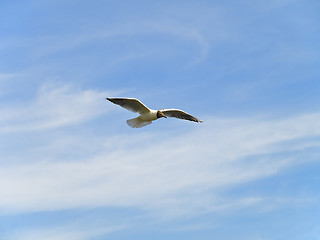 Image showing Single flying seagull 