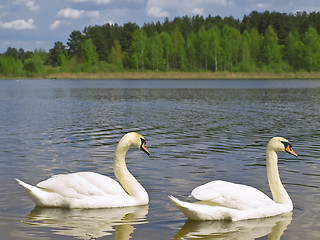 Image showing Two swans