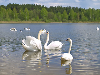 Image showing Swan love