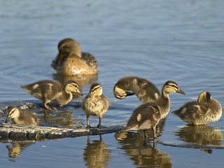 Image showing duck and little ducklings 