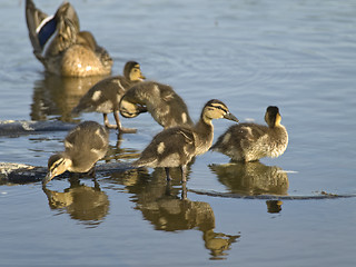 Image showing Duck family 