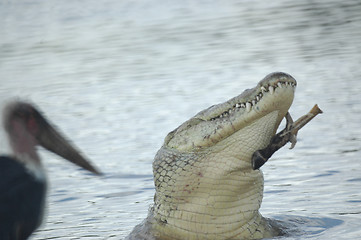 Image showing Crocodile's lunch