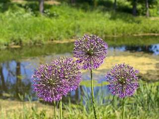 Image showing pink flowers