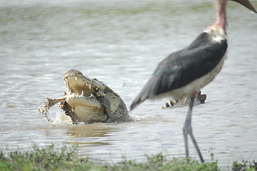 Image showing Crocodile's lunch