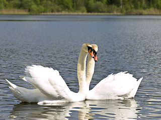Image showing Swan love