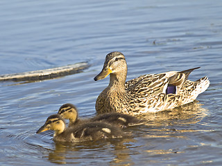 Image showing Duck and two ducklings 