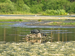 Image showing Coot family 