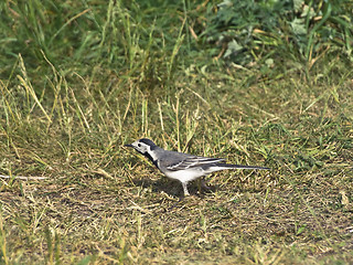 Image showing wagtail