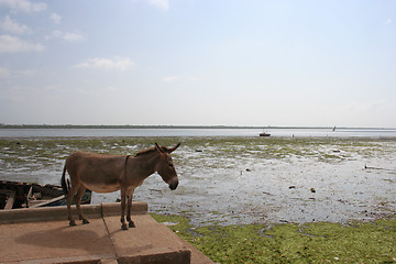 Image showing DONKEY AT LAMU ISLAND