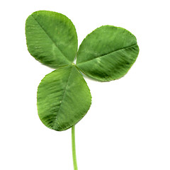 Image showing Shamrock