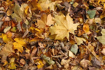 Image showing A carpet of autumn leaves