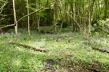 Image showing Bluebell woods