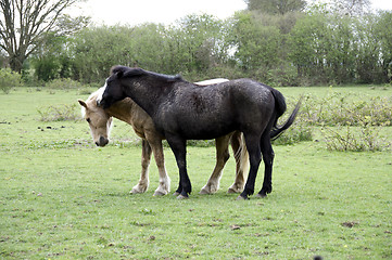 Image showing Horse field