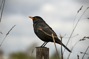 Image showing Bird sitting