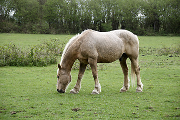 Image showing Horse