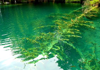 Image showing underwater world