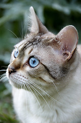 Image showing Bengal cat