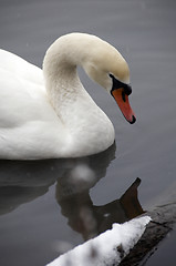 Image showing Swan