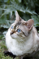 Image showing Bengal cat