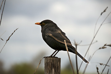 Image showing Bird sitting