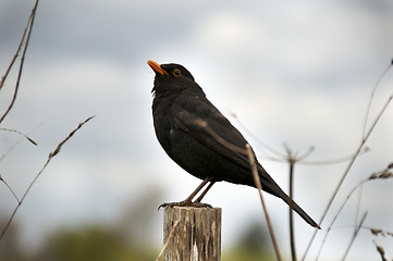Image showing Bird sitting