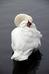 Image showing Swan