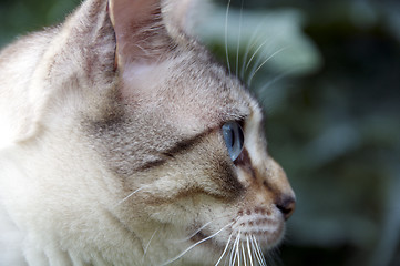 Image showing Bengal cat