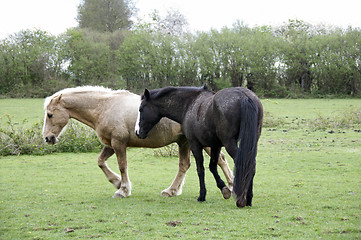 Image showing Horse field