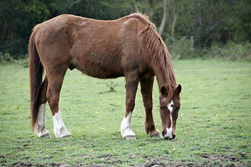 Image showing Horse