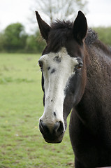 Image showing Horse