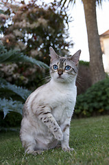 Image showing Bengal cat