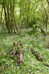 Image showing Bluebell woods