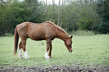 Image showing Horse