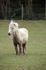 Image showing Shetland pony