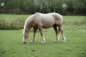 Image showing Horse