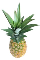 Image showing Pineapple