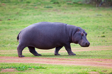 Image showing Hippo walking