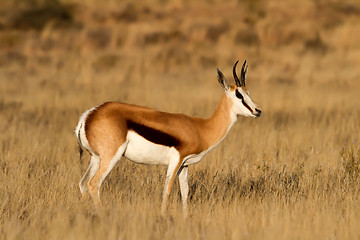 Image showing Male Springbuck